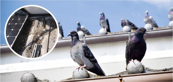 鳩避けネット設置工事